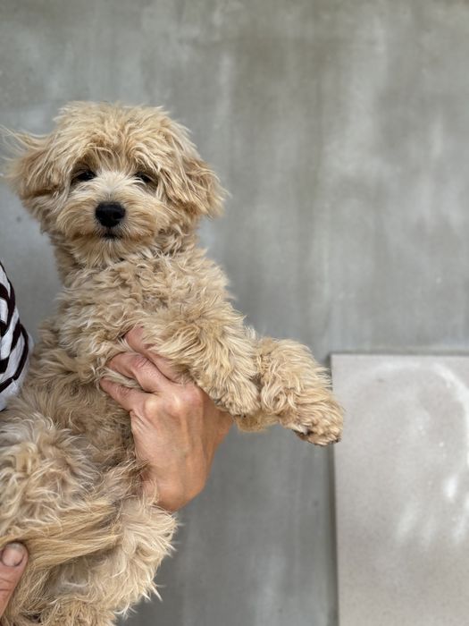 Той пудель мальтіпу хлопчик не линяє, гіпоалергенна шерсть