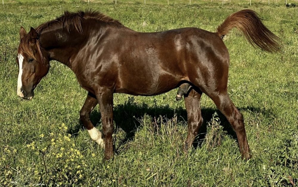 Egua PSA preta com optima linhagem