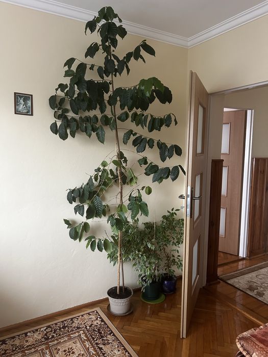 Drzewo kawowca w doniczce