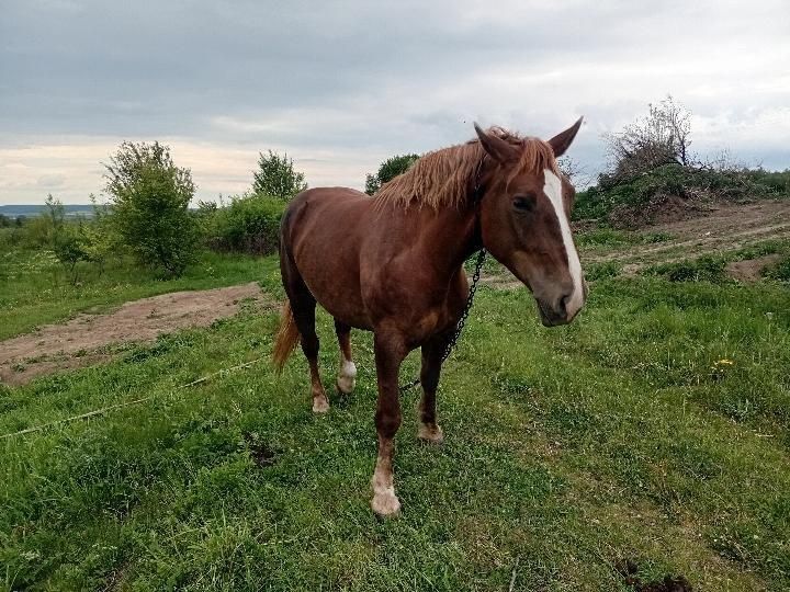 Продається  пара коней