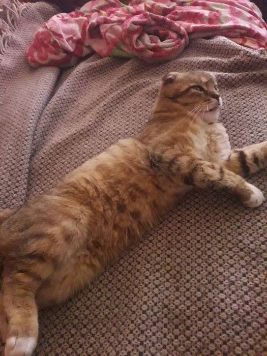 Кіт на в'язку.  в'язка кота. висловухий кіт. Случка кота ,злучка,вязка