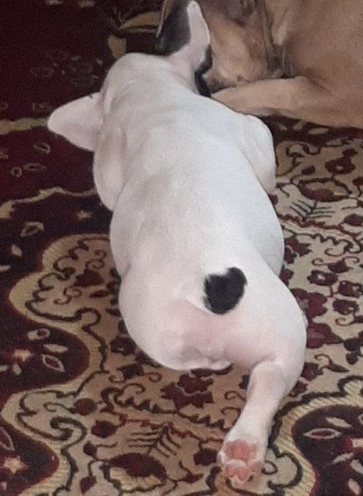 Французский бульдог.девочка