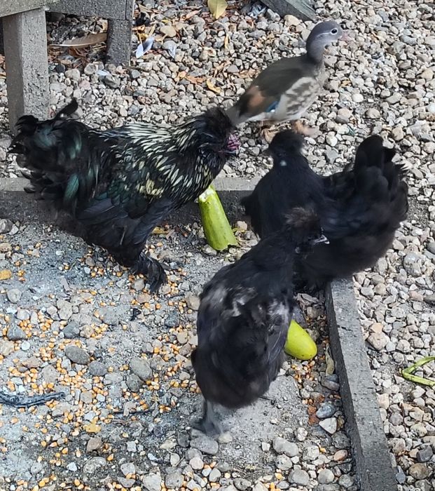 Trio de garnizas. 1 macho e 2 fêmeas de poupa em postura