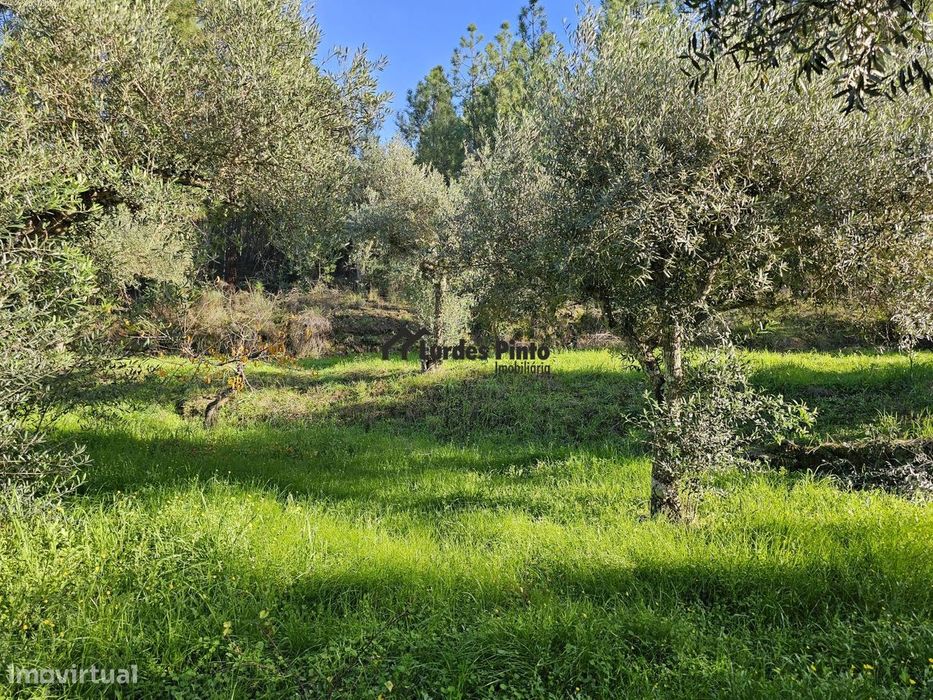 Quinta com grande olival — Marinha Grande, Leiria