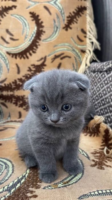 Связка Котов вязка