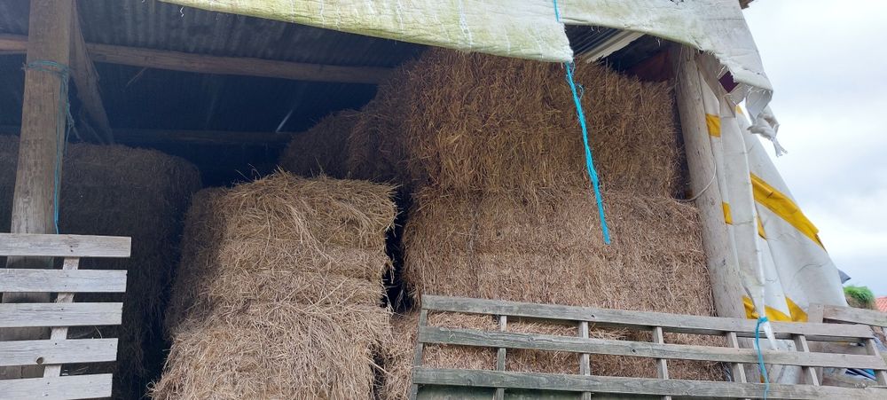 Feno nascidiço 2024