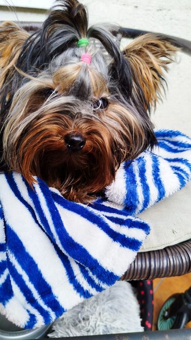 Yorkshire terrier. Piesek 2kg