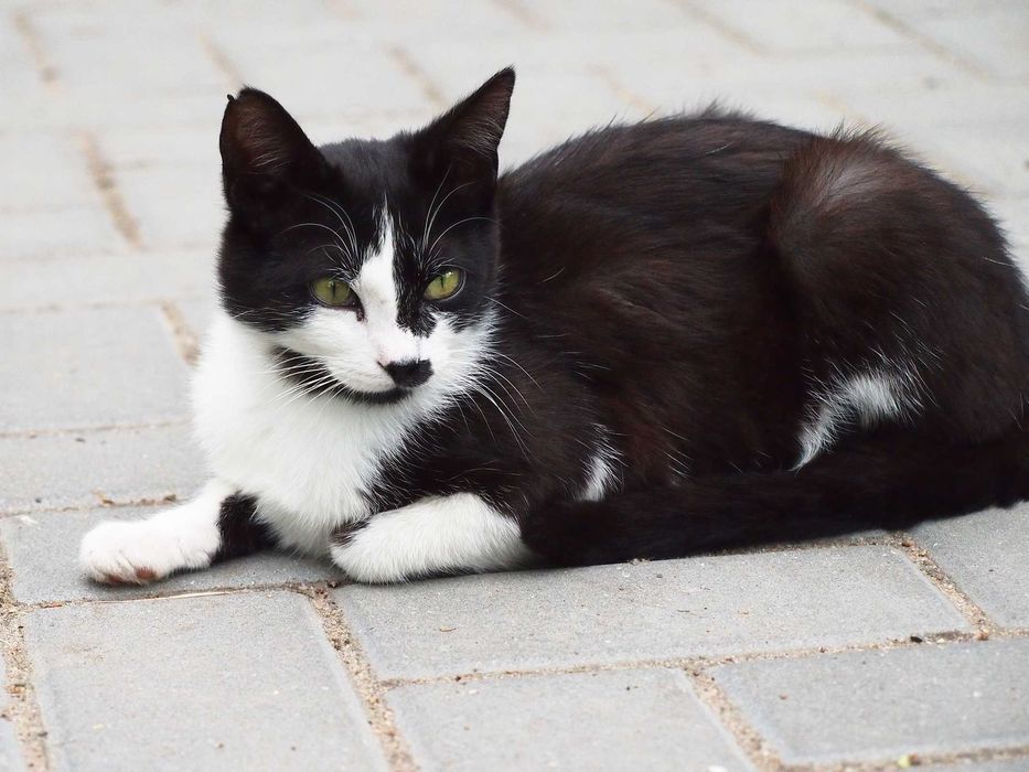 Скромная кошечка ищет дом