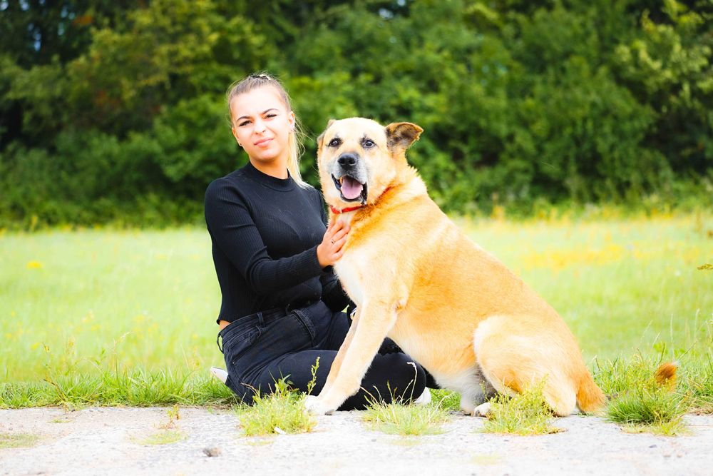 Flop - duży psi senior szuka domu