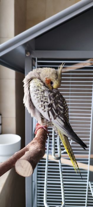 Vendo ou troco caturras novinhas