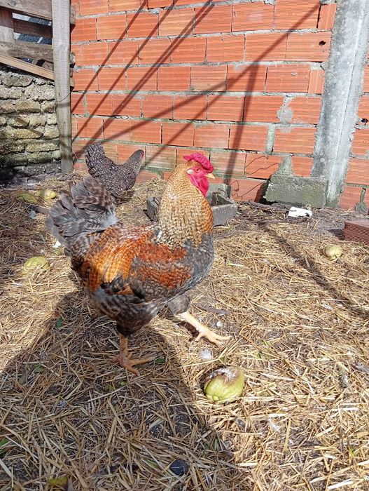 Galos com 10 meses  15€