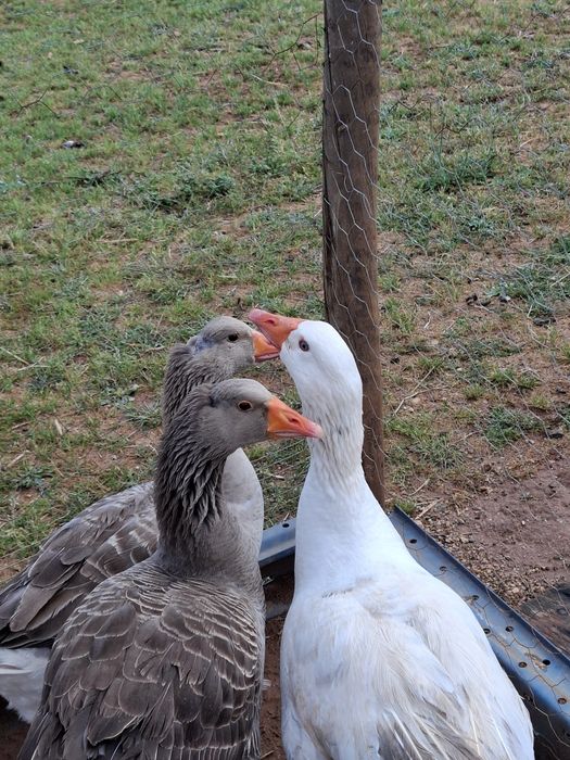 patos gansos disponível