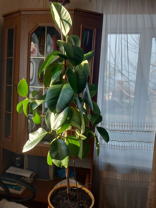 Фікус. Кімнатна рослина