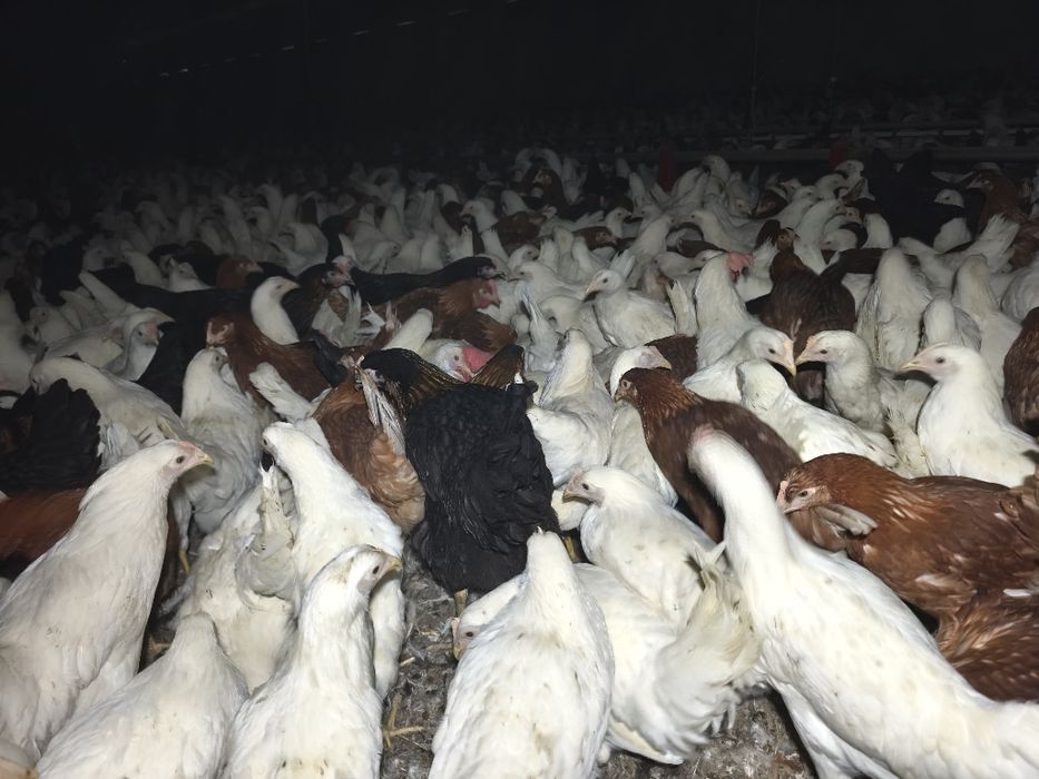 Młode kurki ogolnouzytkowe 3 tyg do jajka