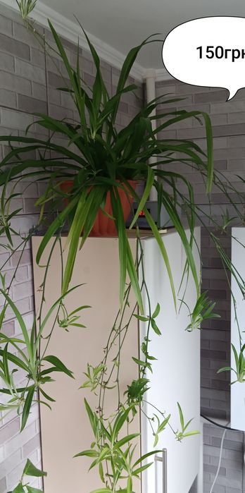 Хлорофітум два сорти