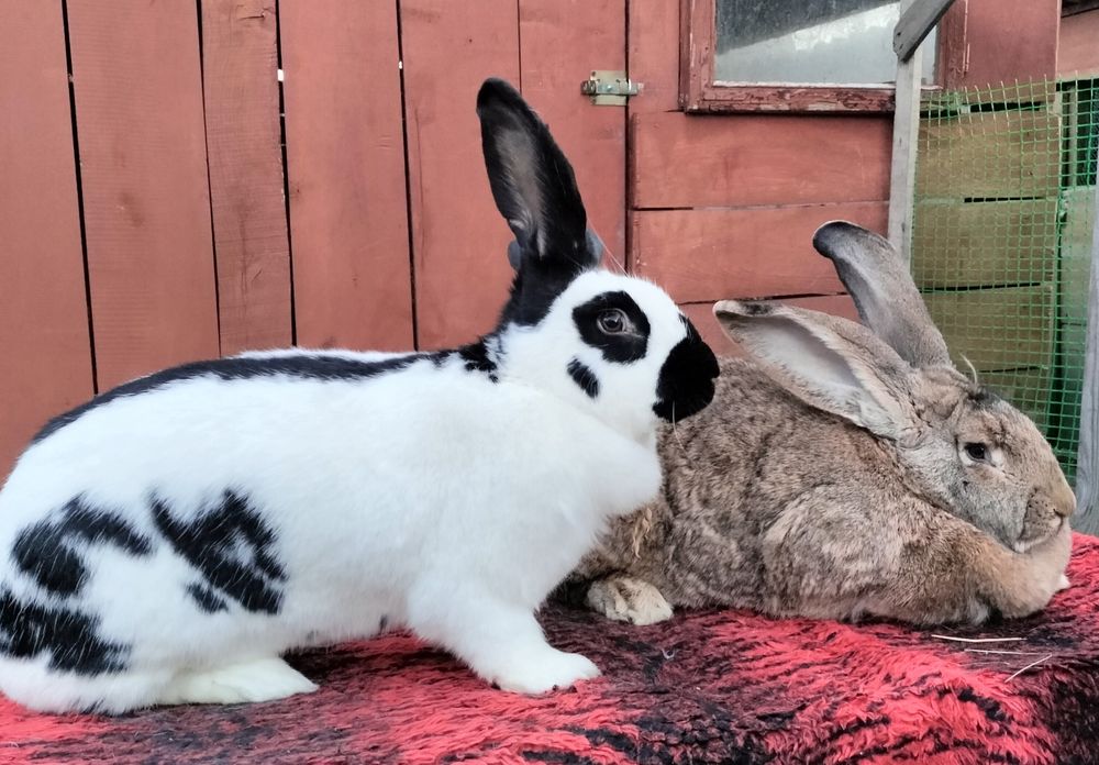 Кролі та кроленята