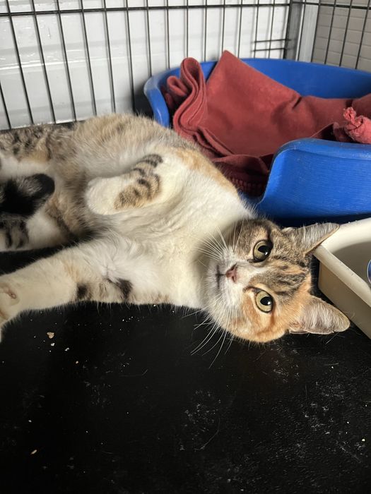 Maia- Gatinha super meiga!