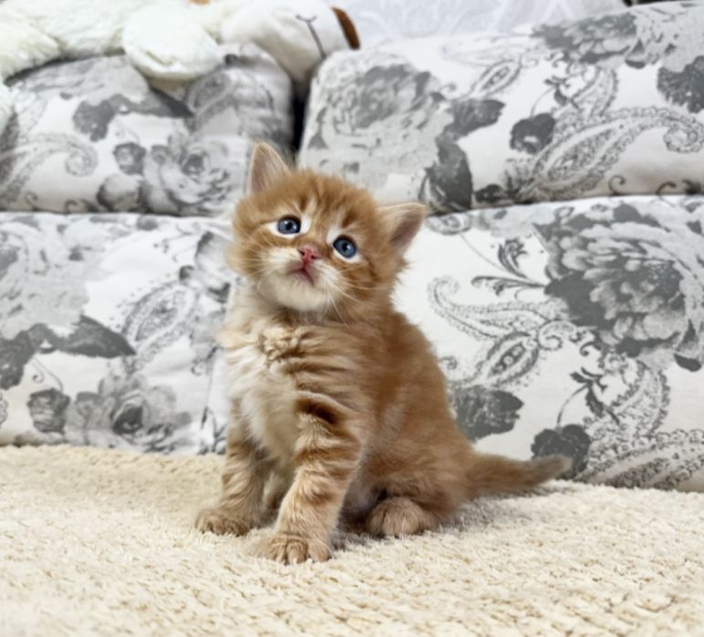 7 чудо света)