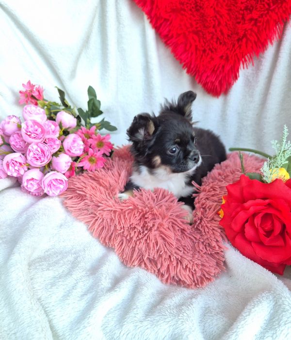 Śliczny długowłosy Poesek Chihuahua