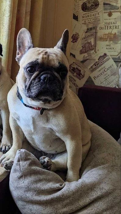 Житомир. Цуценя (хлопчик) міні французький бульдог