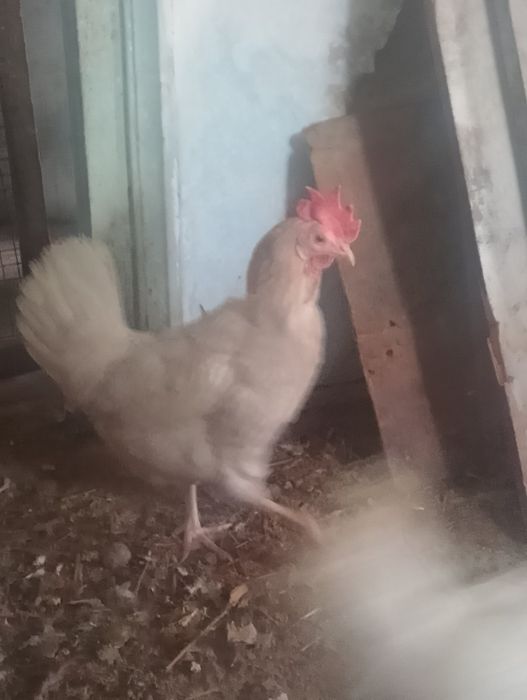 Куры породы Сенді