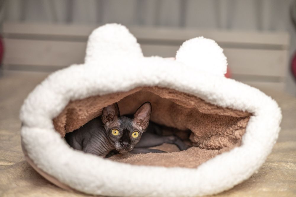 Лежанка для сфінксів