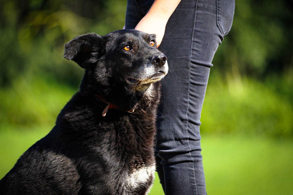 Baton - psiak w Wojtyszek szuka domu