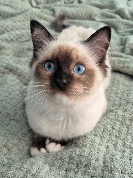 Kotka Ragdoll seal mitted