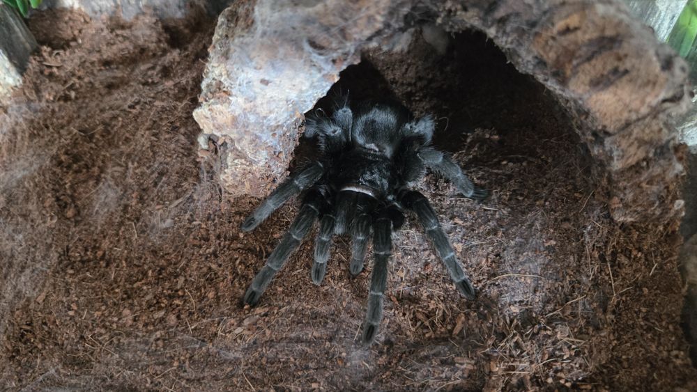 Gramostola Pulchra 8DC