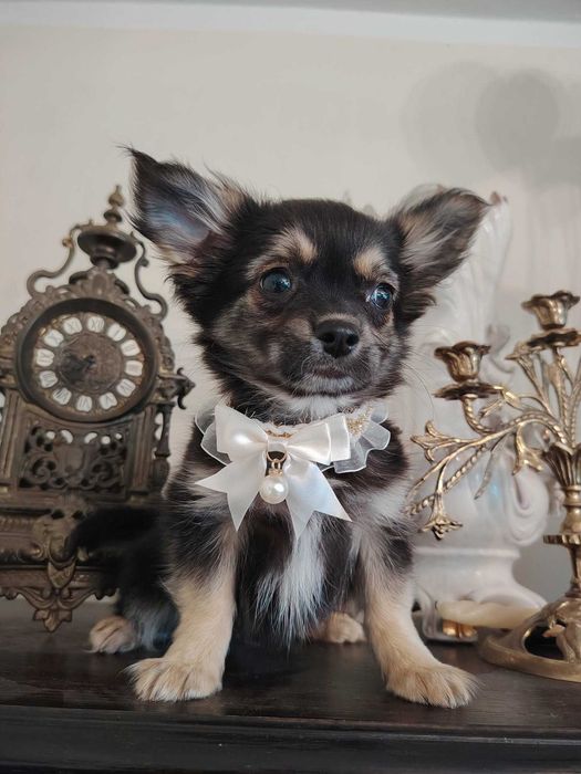 Chihuahua długowłosy  mały piesek o wyjątkowej elegancji i spokojnym usposobieniu