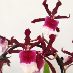 Orquidea Cambria mix