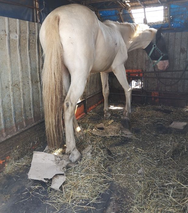 Доставка животных, (ВРХ,КРС, корова, свиньей, овец, коня, коза)