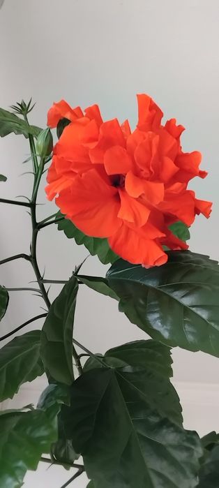 Гибискус махровый алый.8лет.Олеандр.Манстера.