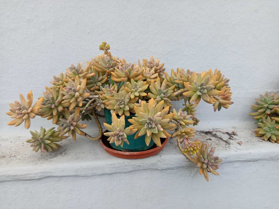 Bonita planta suculenta