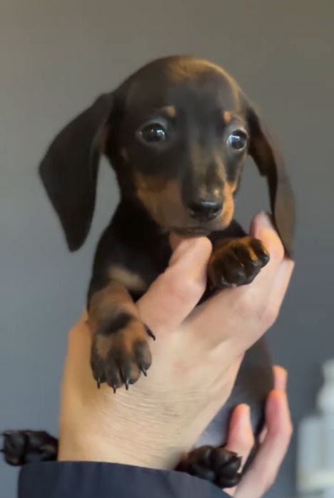 Карикові такси.              .