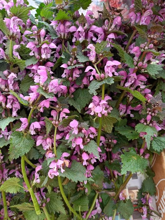 Jasnota purpurowa