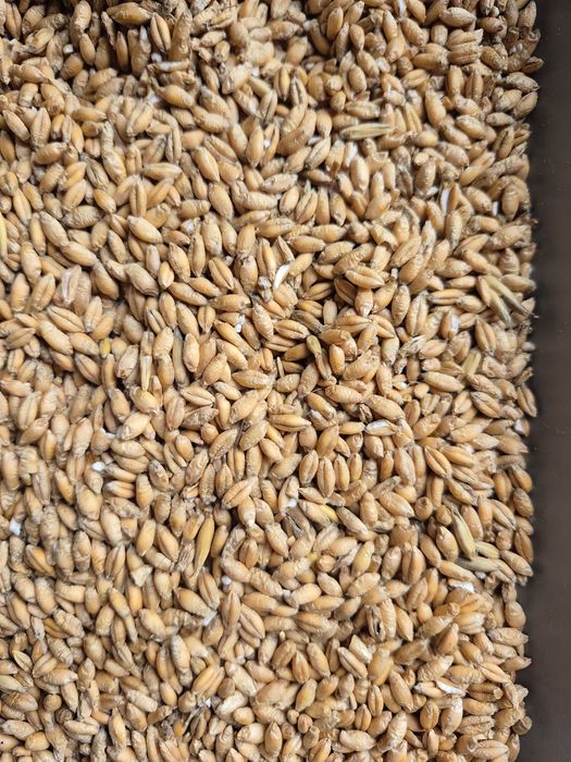 Owies I pszenzyto sprzedam