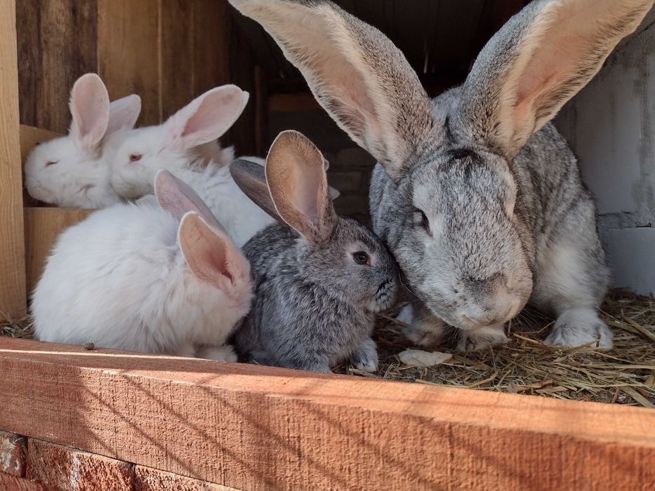 młode belgijskie olbrzymy