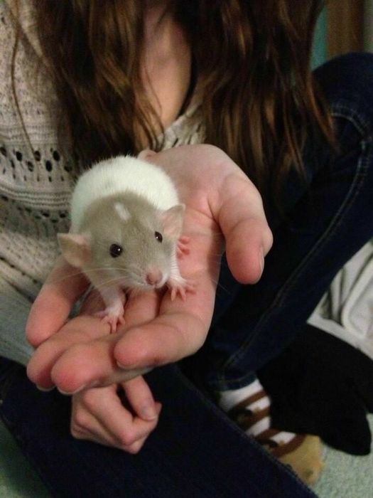 Крыска / крысята