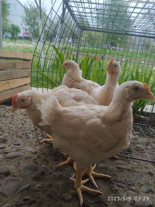 Домашні курчата Венгерський мастер