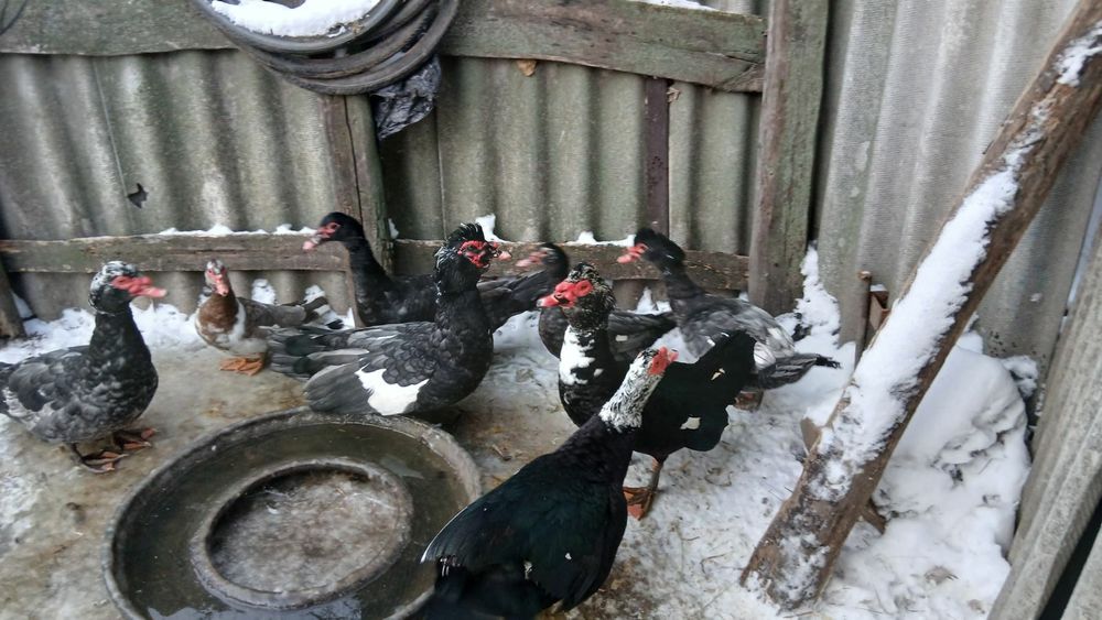 Продам мускусних качок