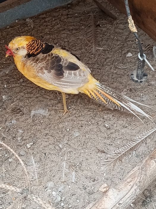 Bażant bananowy samiec
