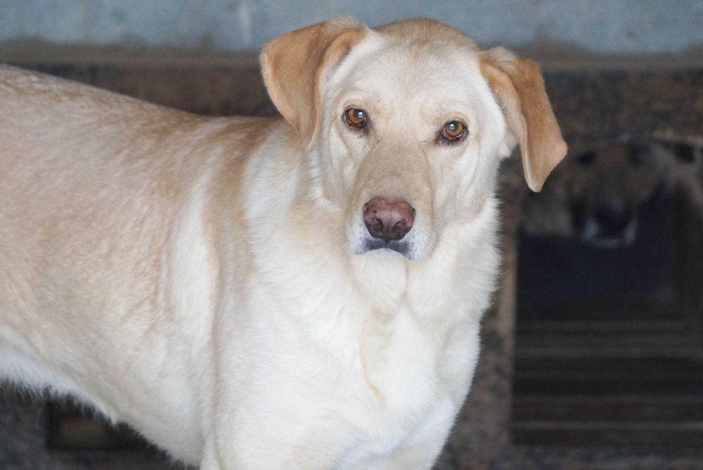 BINIO - śliczny strszy psiak w typie labrador