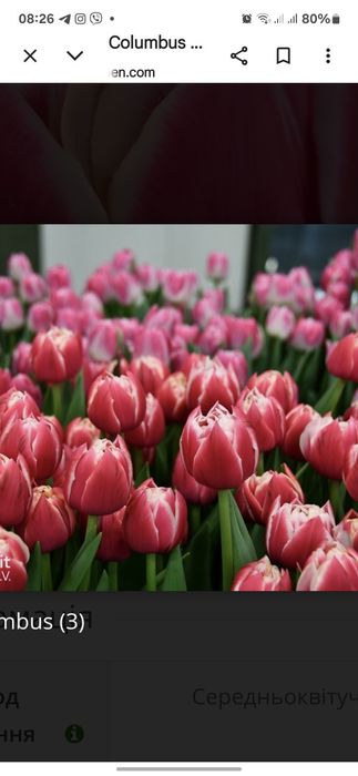 Свіжий зріз тюльпанів від виробника на опт