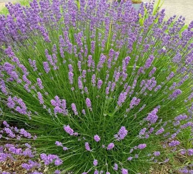 lawenda wąskolistna w doniczce