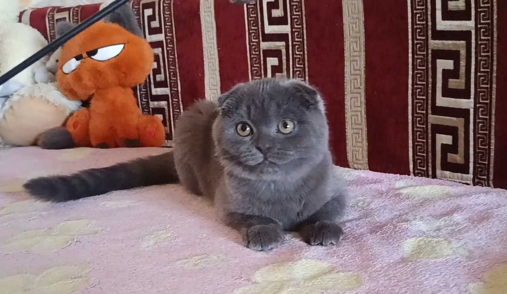 Шикарный шотландский вислоухий котёнок, мальчик,фолд
