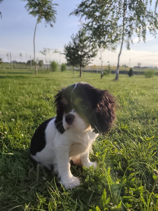 Cavalier King Charles spaniel, samiec.