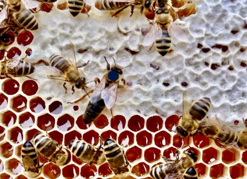 Матки Карпатка!   Матка Карніка!