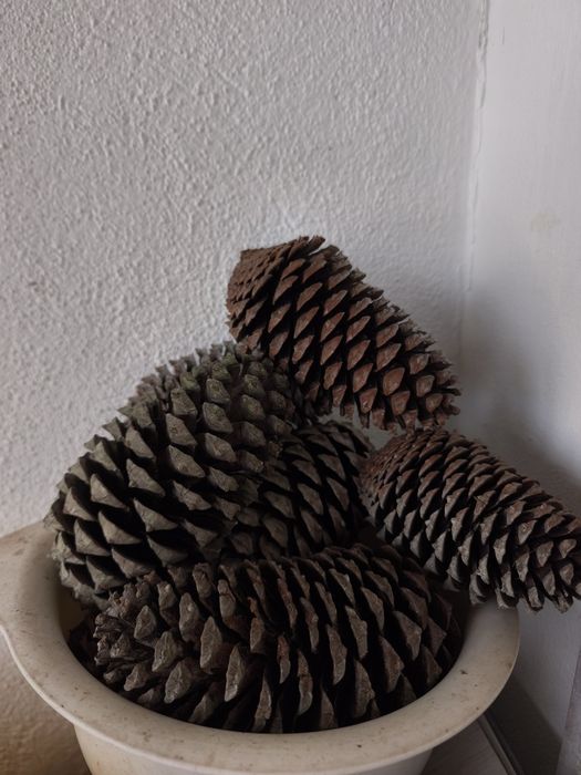Saco de pinhas 6€ = 5kg
