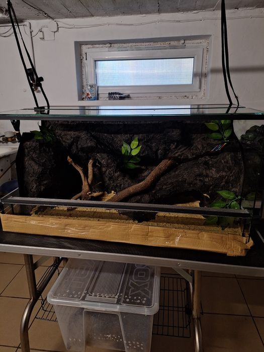 Terrarium gekon lamparci jaszczurka agama